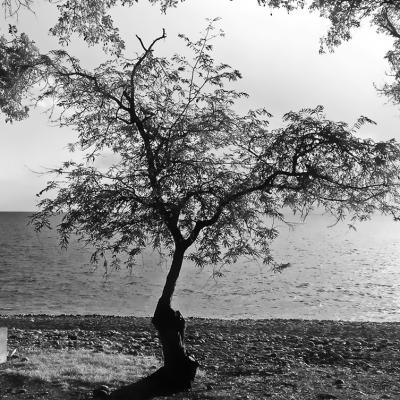 Photo noir et blanc arbre solitaire sur plage de galets